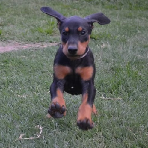 Puppy 11