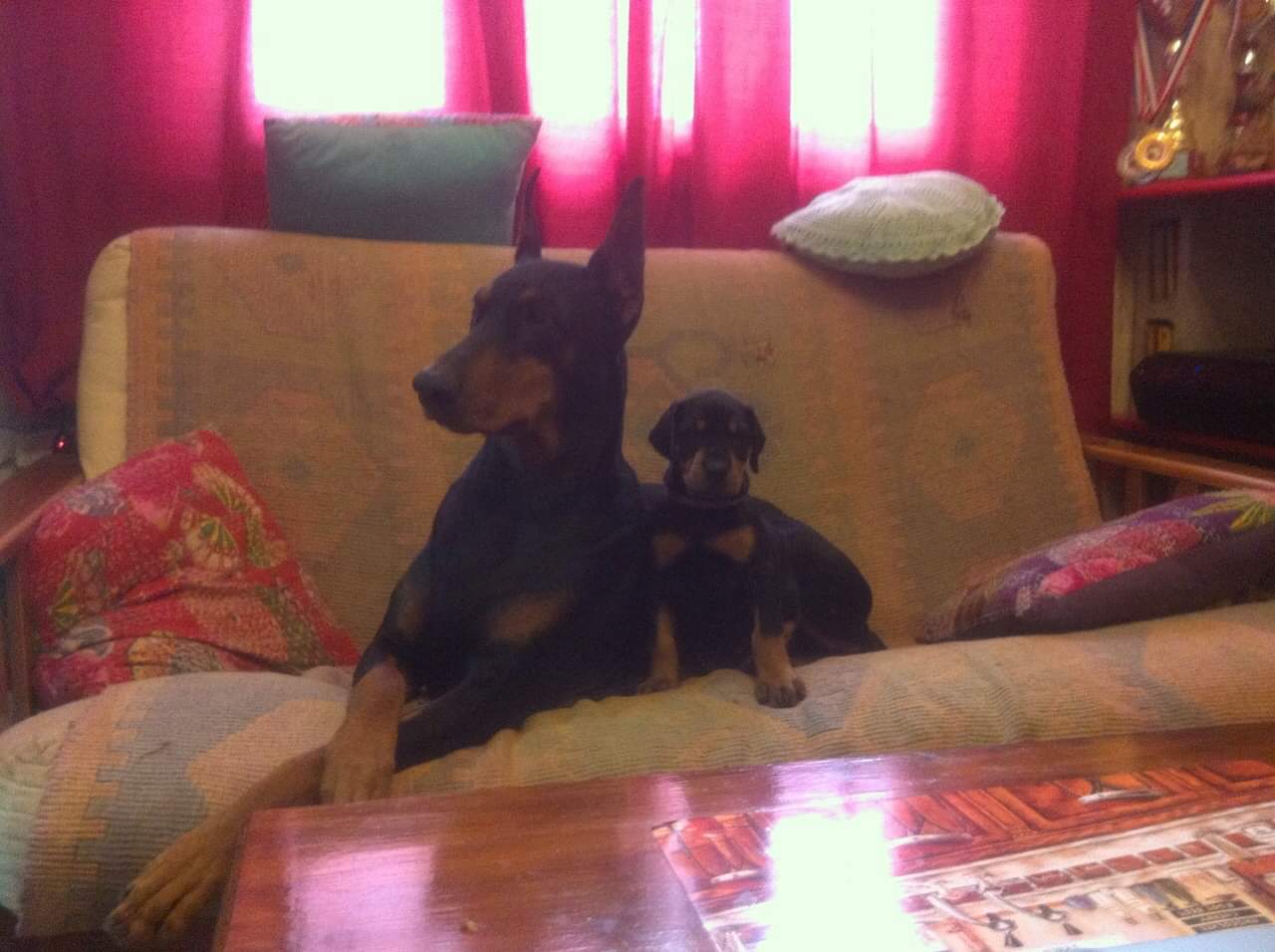 Puppy 2