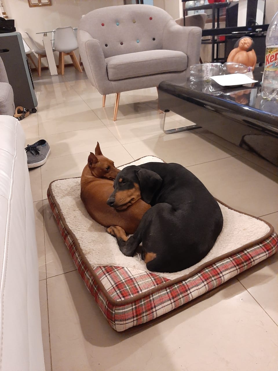 Puppy 9